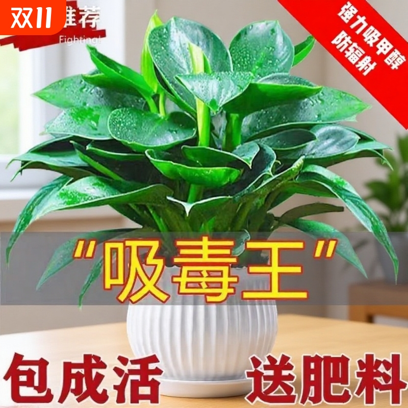 【吸甲醛】金钻绿公主盆栽办公室室内四季常青净化空气客厅绿植
