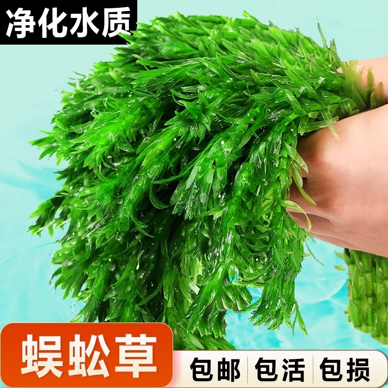 蜈蚣草水草植物鱼缸造景鱼草缸绿植养鱼绿菊后景草水质定植躲避