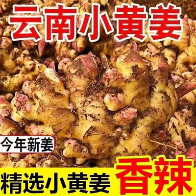 小黄姜正宗云南高山小黄姜辛辣十足生姜干姜嫩姜整姜