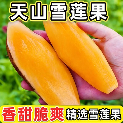 正宗云南天山雪莲果新鲜水果脆甜应当季黄心一级果9斤整箱现挖