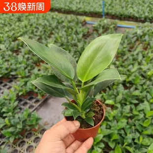 绿公主金钻室内盆栽客厅绿植花卉大叶植物办公室好养活四季常绿