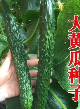 绿心黄瓜种子强雌耐热水黄瓜种籽油亮绿心四季高产阳台盆栽菜种子