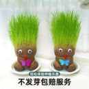 创意长草娃娃草头娃娃小盆栽好养桌面绿植礼物水培儿童种植小植物