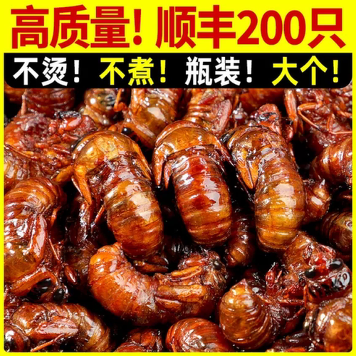 知了猴金蝉新鲜特产顺丰发货