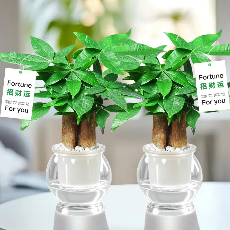 发财树水培植物室内绿植