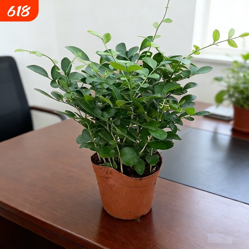 九里香盆栽花卉绿植室内驱蚊四季长绿好养水培观叶植物净化空气