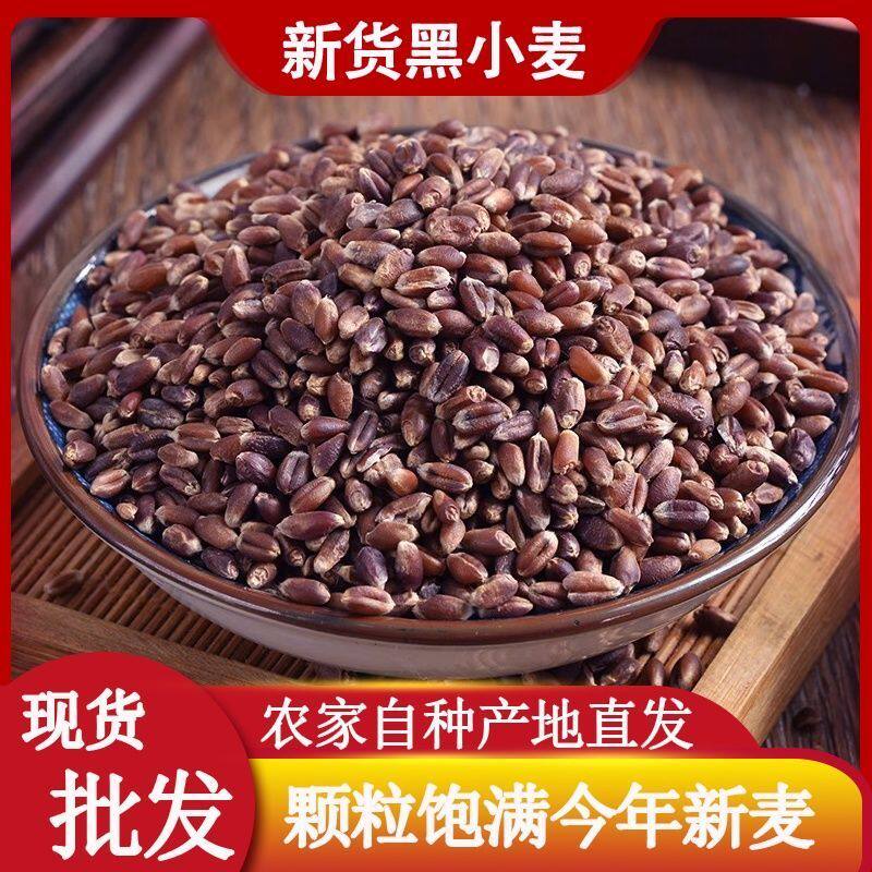 云南黑小麦新鲜小麦粒磨面煮粥农家自种粗粮五谷杂粮小麦仁发芽