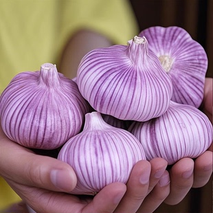 地头价25年新干蒜紫皮大蒜头金乡大蒜产地直发整箱批发 包邮