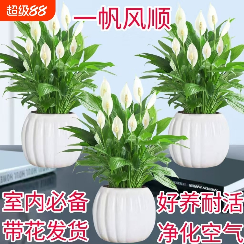 白掌盆栽室内水培植物净化空气四季常青客厅摆放花卉金钱树好养活