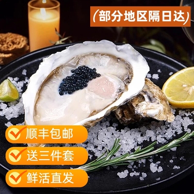 鲜活生蚝新鲜特大海蛎子5斤3倍体牡蛎水商用整箱批发