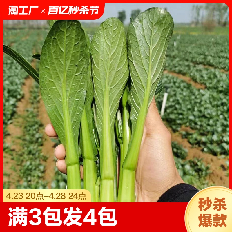 广东四九菜心种子红菜苔白菜苔四季蔬菜种籽孑增城迟青菜苗秧菜籽