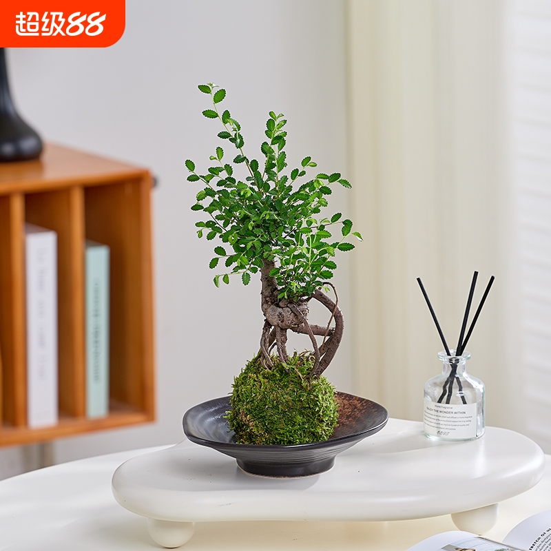 榆树盆景提根苔藓球室内绿植桌面微型老桩好养活中式茶几禅意植物