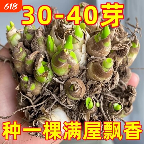 晚香玉重瓣种球大花四季花卉耐寒盆地栽绿植懒人养阳台室内多年生
