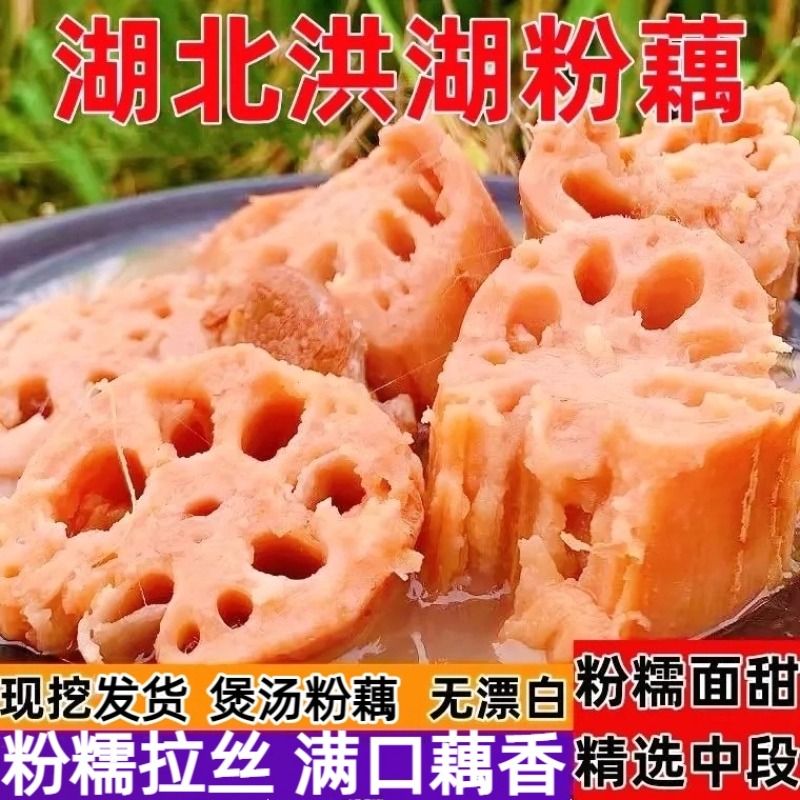 正宗洪湖粉藕莲藕煲汤藕现发糯米藕炖汤九孔藕湖北红莲藕挖现新鲜