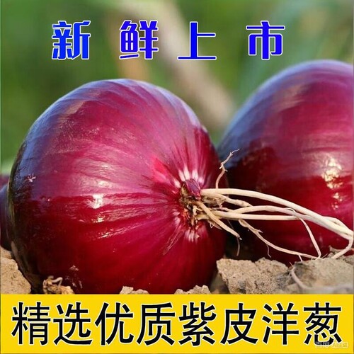 河南高产紫红皮圆洋葱圆葱头四季蔬菜紫皮洋葱深紫色生吃