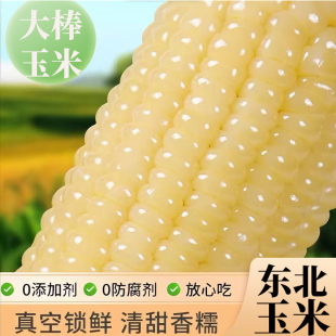 东北白糯玉米粘玉米新鲜糯玉米真空包装加热即食早餐香甜软糯粗粮
