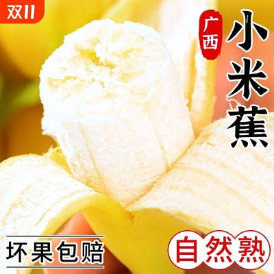 广西小米蕉粉蕉banana新鲜水果整箱包邮芭蕉非广东苹果蕉海南香蕉