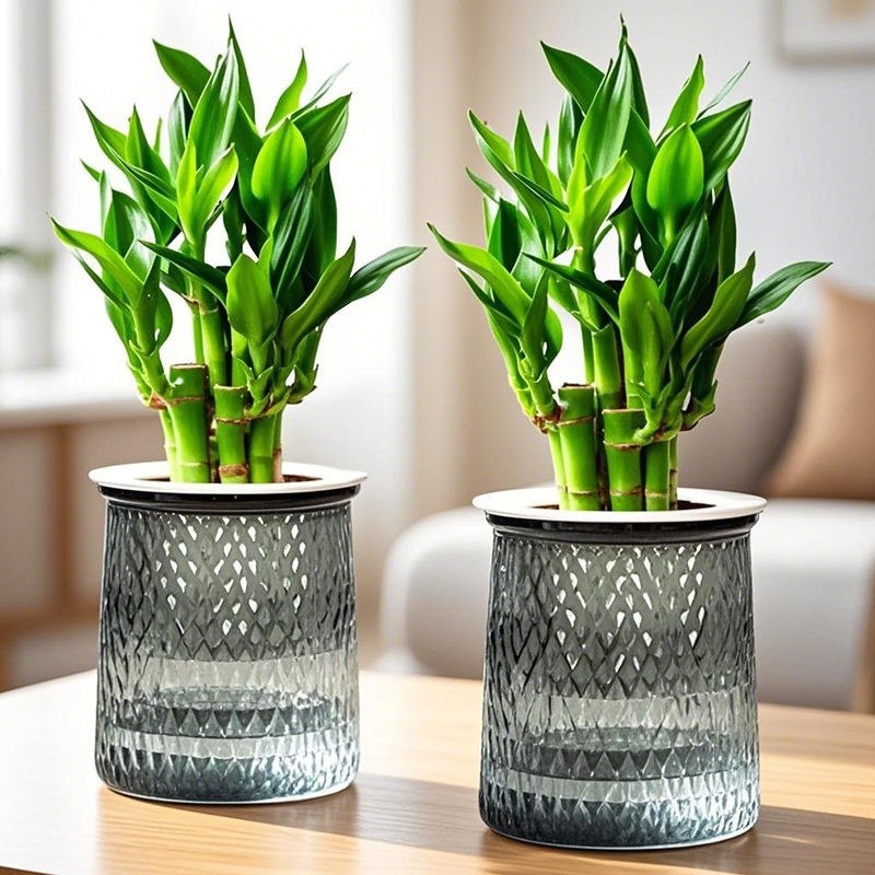 水培植物金榜题名桌面盆栽好养花卉绿植荷花