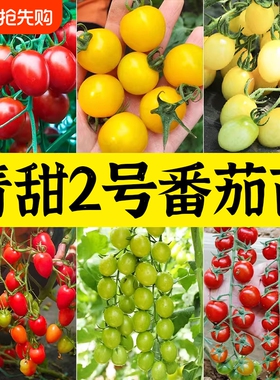 青美玉绿色小番茄种子苗秧樱桃西红柿种籽孑子青甜二号2圣女果苗