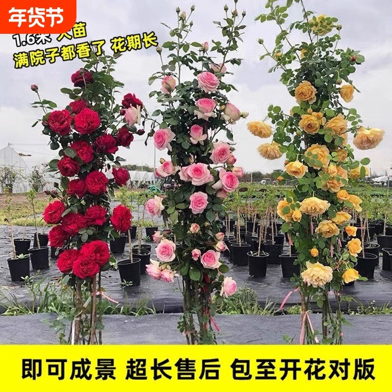 1米6特大蔷薇花苗藤本月季庭院爬藤种绿植物四季开花盆栽花卉玫瑰,鲜花速递/花卉仿真/绿植园艺,月季/蔷薇/玫瑰,淘宝优惠券,粉丝福利购,淘宝优惠卷