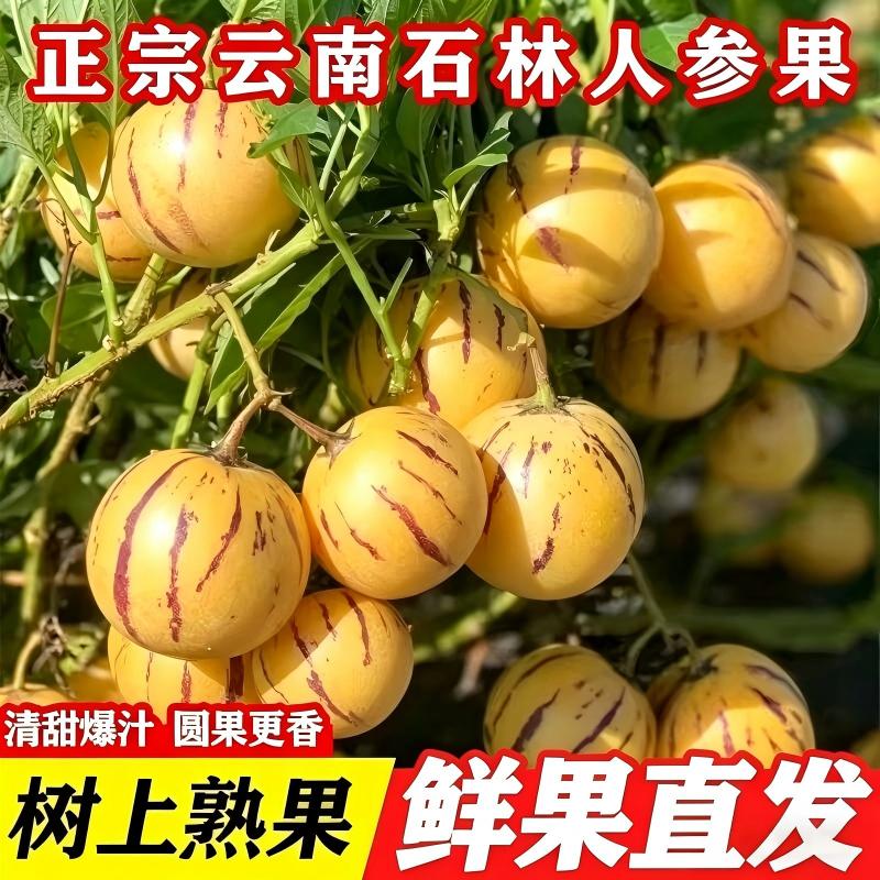 云南特产树上熟人参果七彩新鲜黄肉圆果当季低糖包邮大果石林鲜果