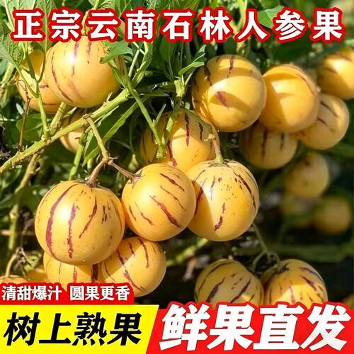 云南特产树上熟人参果七彩新鲜黄肉圆果当季低糖包邮大果石林鲜果