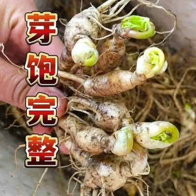 【吉林发货】长白山人参苗盆栽东北特产种植正宗带土活新鲜院子寒