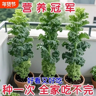 四季播种有机高钙耐寒食用橄榄菜大田盆栽易种植甘蓝