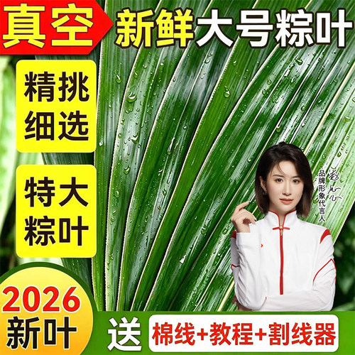 粽叶新鲜粽子叶大号特现摘包棕专用的干粽叶端午家商批发野生箬叶