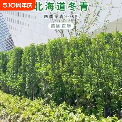 北海道单株/丛生北海道冬青树苗