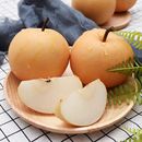 正宗秋月梨脆甜冰糖梨多汁薄皮梨子现摘当季 新鲜水果整箱批发脆甜