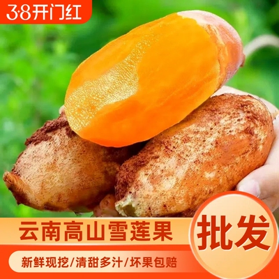 【新鲜上市】云南天山雪莲果现挖农家水果黄心雪莲果脆甜水润多汁