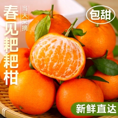 正宗四川眉山春见耙耙柑多汁桔子应季水果甜桔整箱新鲜年货节采摘