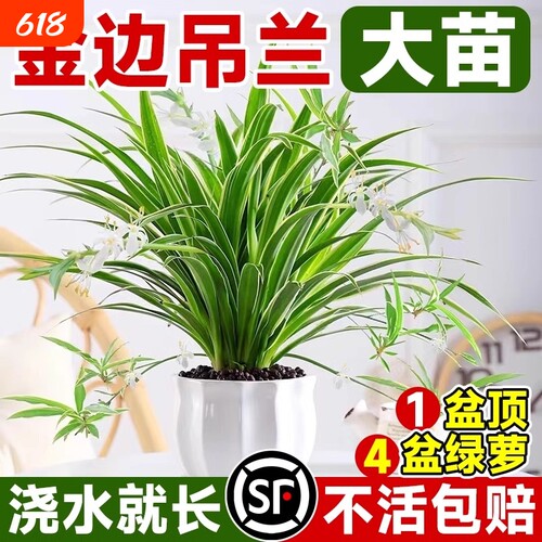 金边吊兰植物室内好养活花卉盆栽桌面小绿植水培垂吊客厅阳台大盆
