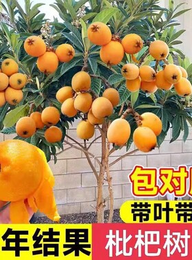 精品枇杷果树苗盆栽带土好养易活