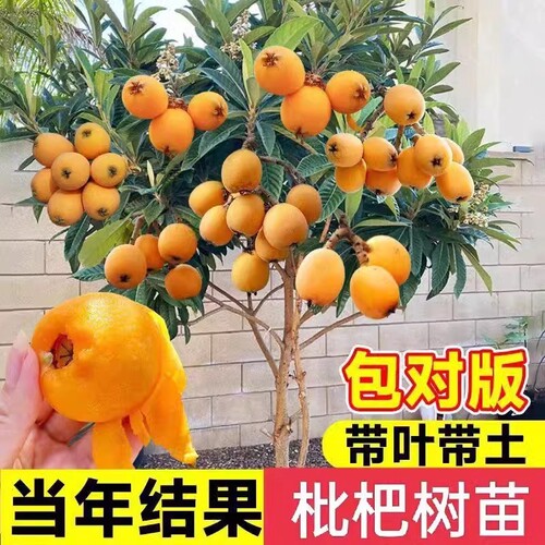 精品枇杷果树苗盆栽带土好养易活