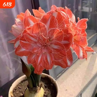 重瓣朱顶红荷兰进口盆栽四季开花黑天鹅大花皇后荣耀双龙爱神漩涡