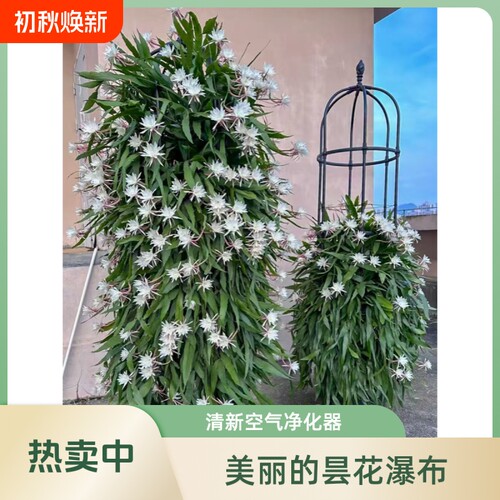 昙花苗四季开花|超1000次加购