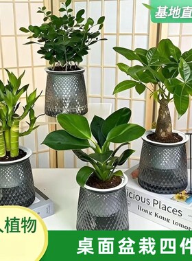 买三送一椰子金钻发财树文竹栀子