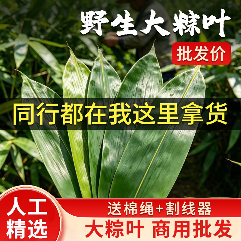 新鲜粽子叶箬竹叶大号老式粽子叶干包粽子专用端午节材料批发商用