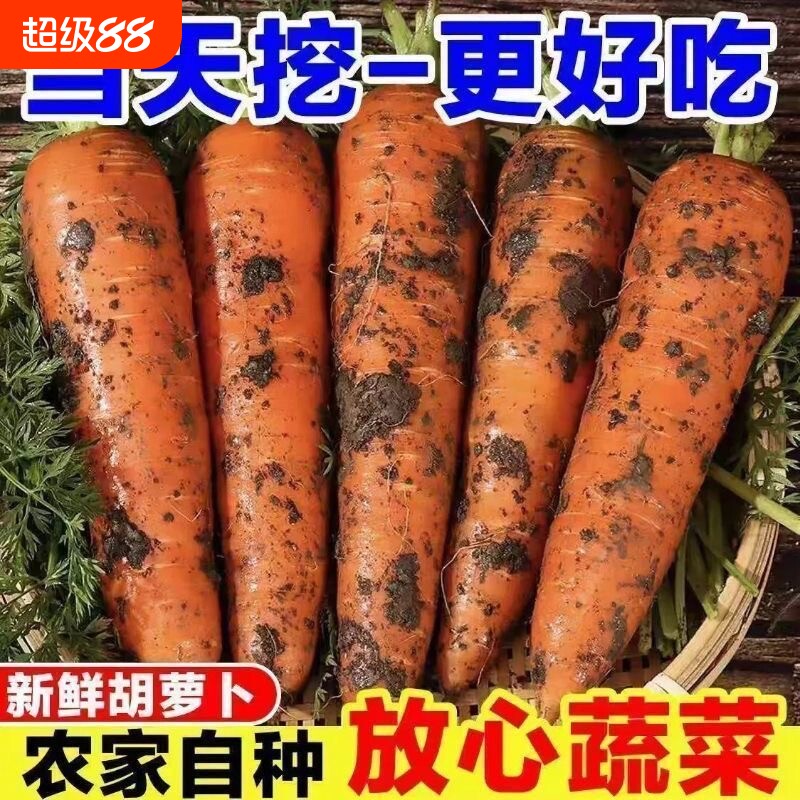 新鲜现挖胡萝卜当季新鲜时令蔬菜农家自种带泥生吃红萝卜5斤整箱