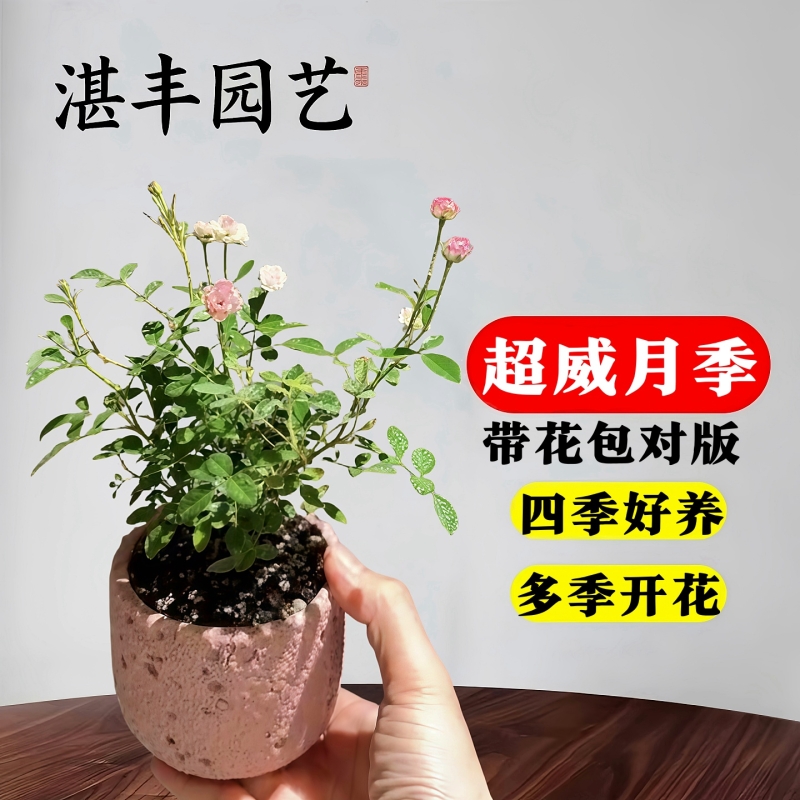 超微满天星月季花耐寒耐热好养
