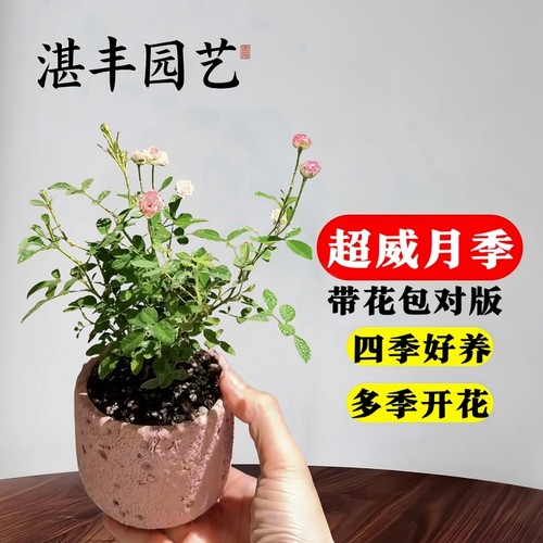 超微满天星月季花耐寒耐热好养