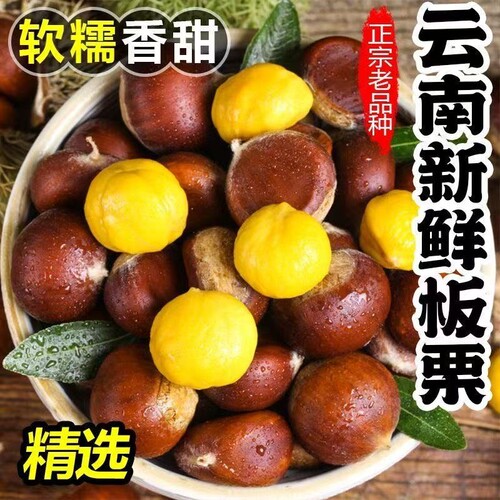 2026年云南新鲜板栗正宗栗子产地新货批发老树非油栗高山甜糯板栗