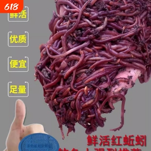 蚯蚓活饵活体鲜活钓鱼鱼饵红蚯蚓散装盒装黄鳝饵料黑蚯蚓红虫王军