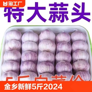 蔬菜批发紫皮特大10斤 蒜籽2024当季 新鲜干大蒜头5斤装 金乡大蒜