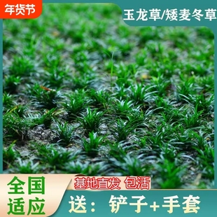 矮麦冬草苗玉龙草日本庭院绿化植物耐寒别墅园林草坪植物四季常青
