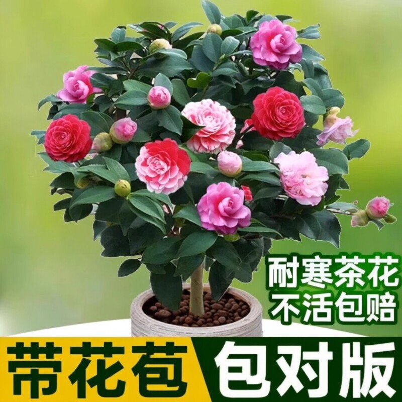 山茶花树苗五色赤丹盆栽花卉绿植物玫瑰花好养四季种开花阳台耐寒