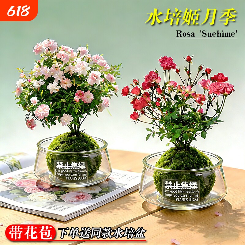 水培姬月季须惠姬乙女带花苞办公室内桌面好养苔藓球盆栽花卉绿植