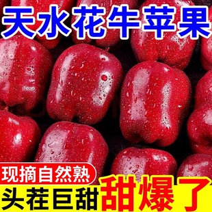 花牛苹果新鲜水果粉面香甜宝宝辅食国产蛇果